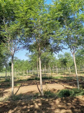 10公分千頭椿價格