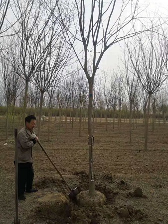 10公分國槐最新價格表