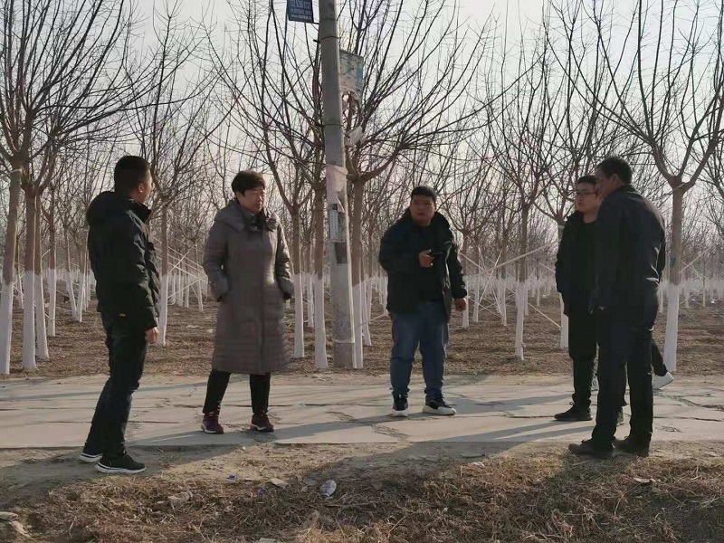 熱烈歡迎綠茵生態董事長盧總來安東苗圃視察工作