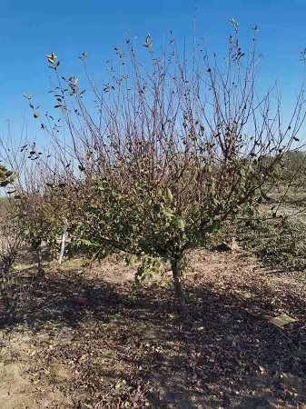 榆葉梅突然死亡怎么辦？