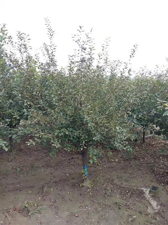 榆葉梅的觀賞、栽培和養(yǎng)護(hù)|河北保定安東苗圃