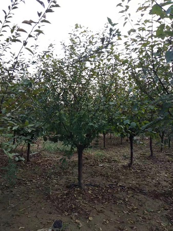 3公分榆葉梅價格|河北保定安東苗圃基地