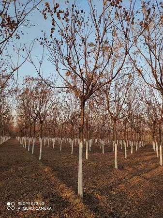河北欒樹(shù)產(chǎn)地|河北保定安東苗圃基地