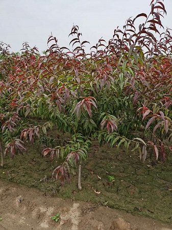 紅葉碧桃種植技巧|河北保定安東苗圃基地