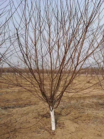 紅葉碧桃小苗價格表|河北保定苗圃基地