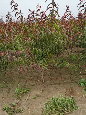 4.5.6公分紅葉碧桃價格表|河北保定苗圃基地