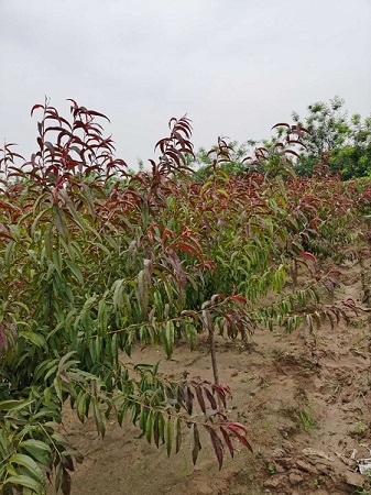 2021年紅葉碧桃價格明細表|河北保定安東苗圃基地