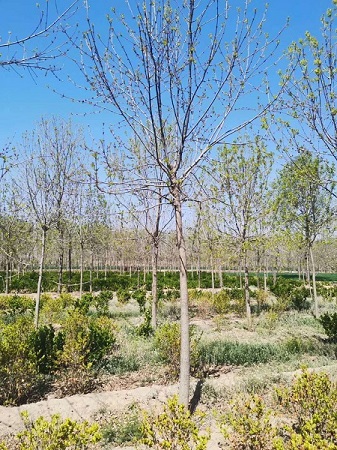 對接白蠟怎么過冬|河北保定安東苗圃基地