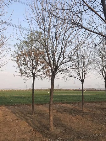 10公分白蠟價格多少錢|河北保定安東苗圃基地