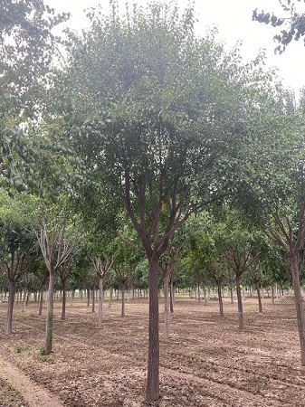 絲綿木基地|河北保定安東苗圃基地