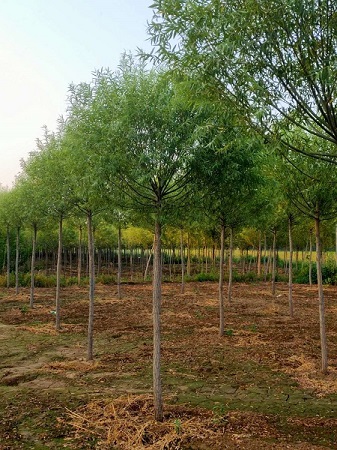 河北饅頭柳基地|河北保定安東苗圃基地