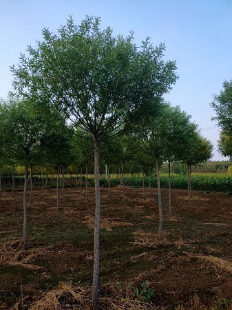 饅頭柳對綠化的意義