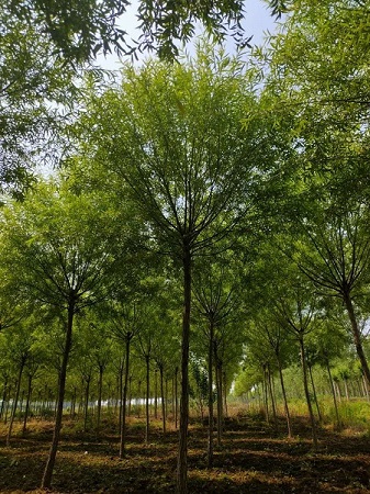 9-10公分饅頭柳最新價格