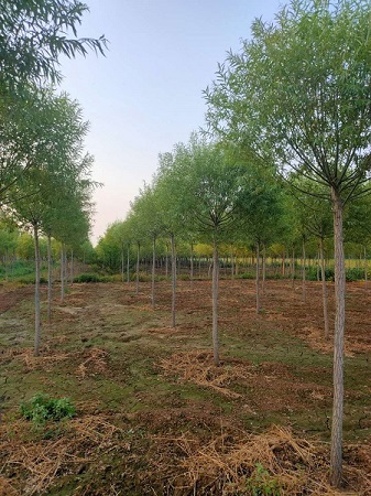 11-12公分饅頭柳最新價格