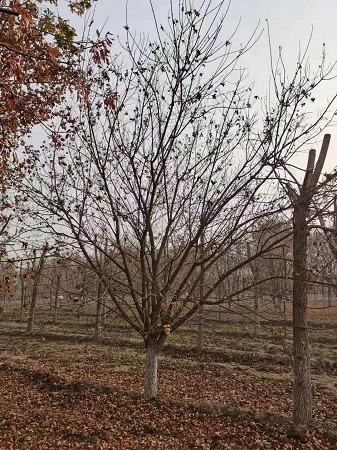 2021年元寶楓樹苗價格表