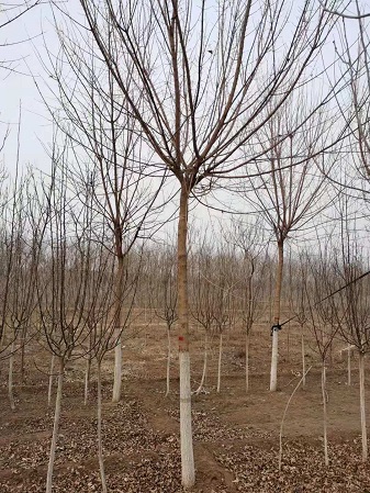 五角楓修剪方法