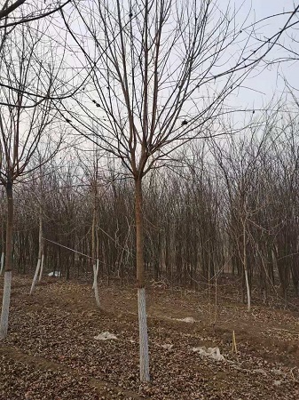 五角楓市場價格