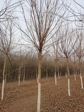 如何提高五角楓成活率