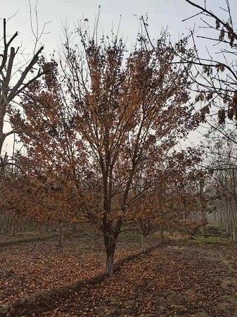 五角楓和元寶楓的區(qū)別