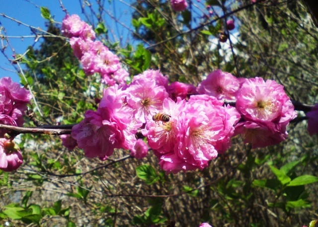 榆葉梅繁殖方法