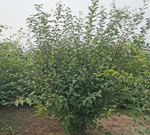 榆葉梅知識特征知多少