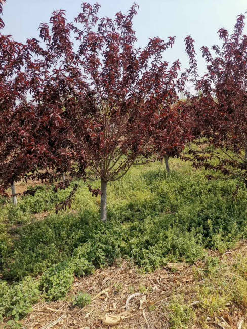 紅葉碧桃的種植技巧