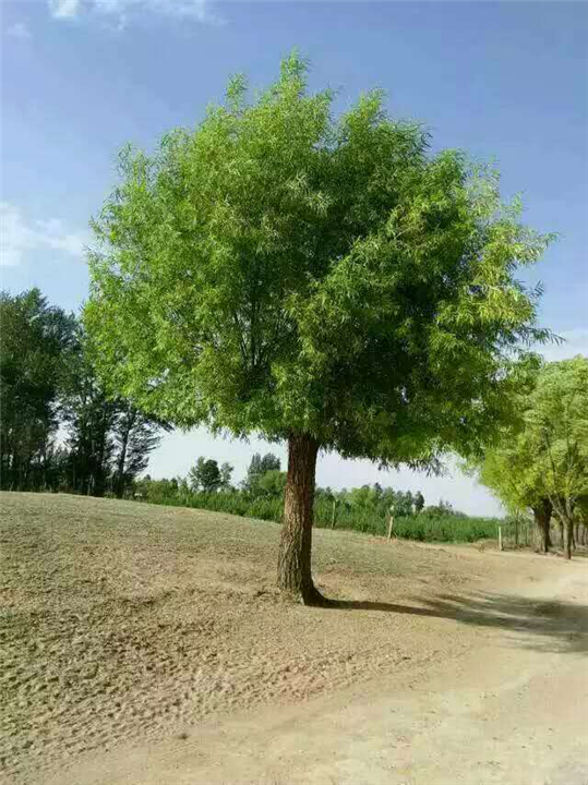 園林工程苗木栽培技術(shù)