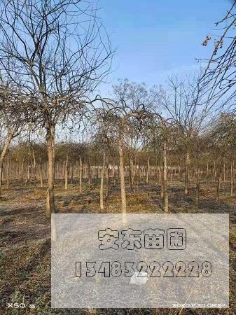 龍爪槐修剪方法