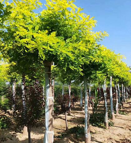 種植和運(yùn)輸金葉槐的細(xì)節(jié)及注意事項(xiàng)？