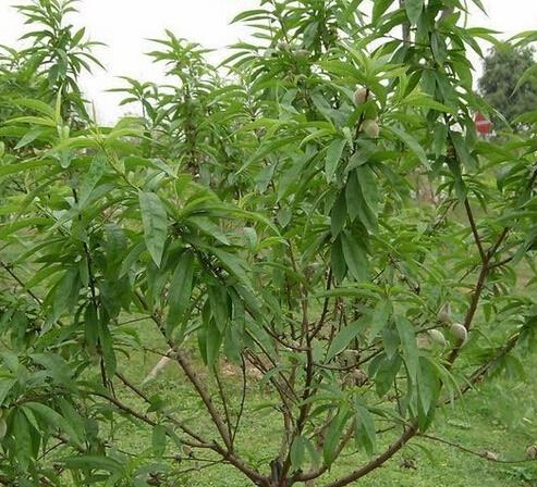 苗圃綠化地下害蟲的的綜合防治