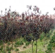 紫葉李秋冬扦插繁殖技術(shù)