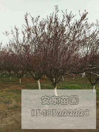 紅葉李草履蚧蟲害的技術(shù)