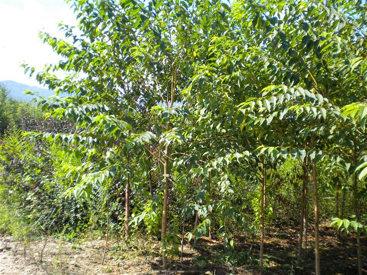 想要做好苗木產(chǎn)業(yè)，需要有工匠精神！