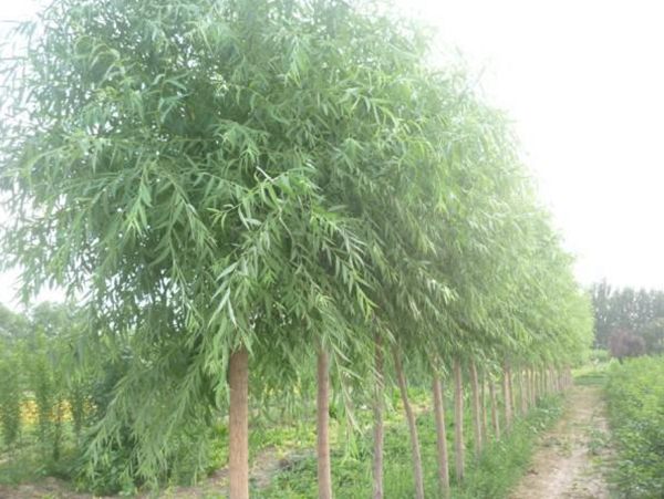 帶你了解饅頭柳種植技術(shù)？