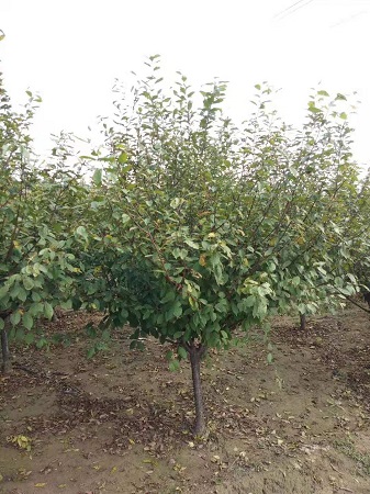 關(guān)于榆葉梅澆水的一些常識