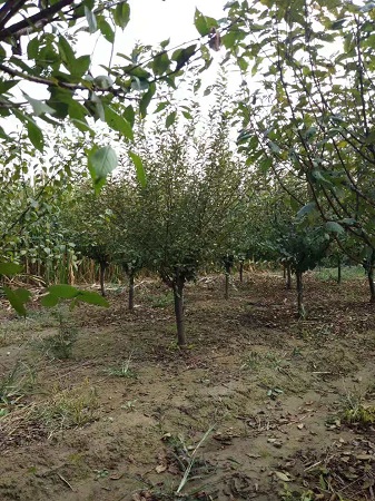 榆葉梅常見病蟲害防治方法