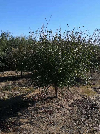 榆葉梅常見病蟲害防治方法