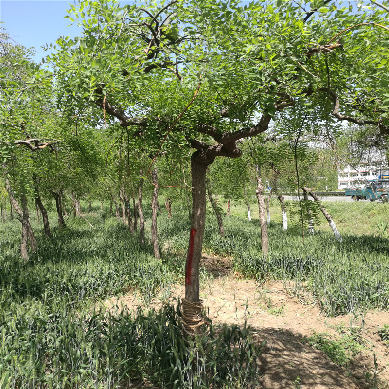 龍爪槐葉枯?。ǒ忦璨。┓乐? /></div>
                                        </a>
                                        <div   id=