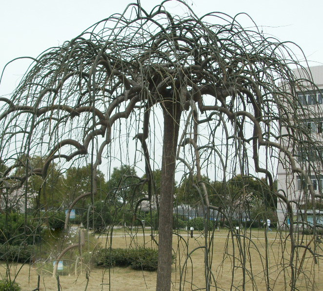 龍爪槐常見病蟲害的診斷及防治