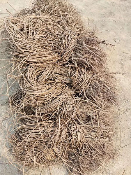 五葉地錦如何澆水