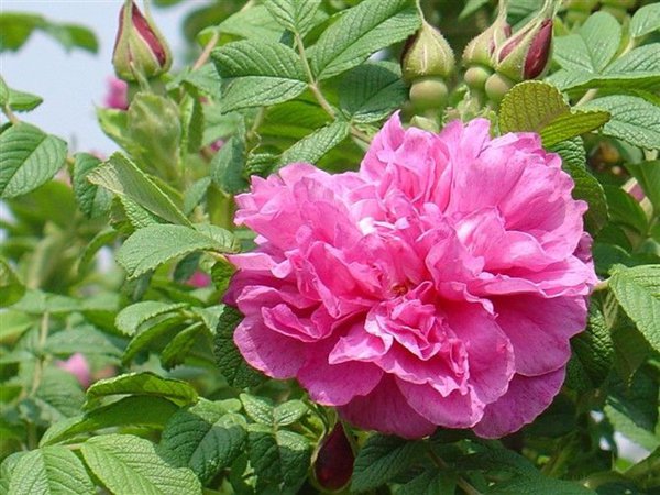 紅葉李有什么作用