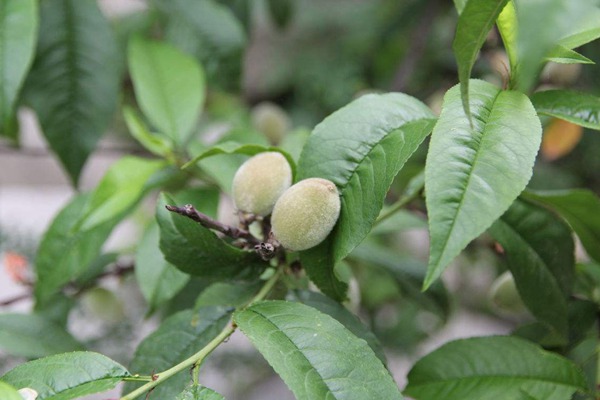 山桃種子怎么種植好