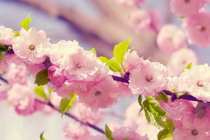 榆葉梅和櫻花區別