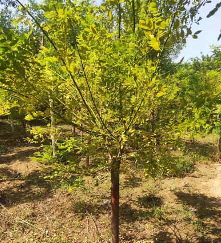 夏季金葉槐賣不動不要著急！這是正?，F象！