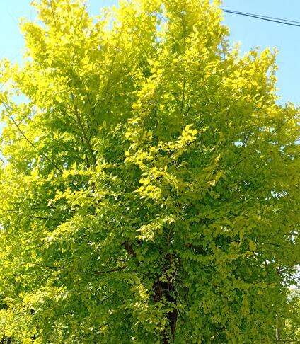 2021年哪里可以買到直徑9公分的高接金葉榆？