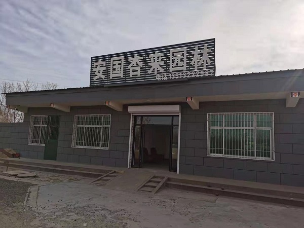 立秋了，河北保定安東苗圃基地開始接單