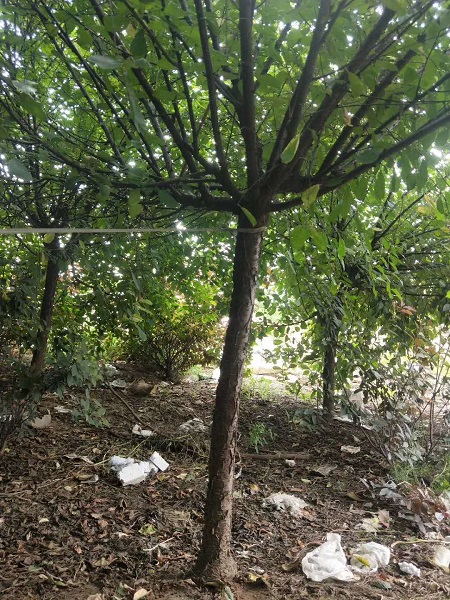 河北苗圃基地栽植榆葉梅