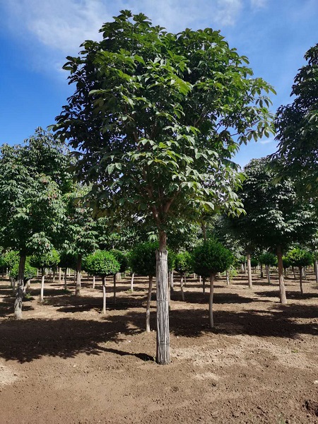 安東苗圃基地倡議大家保護(hù)野生動(dòng)物