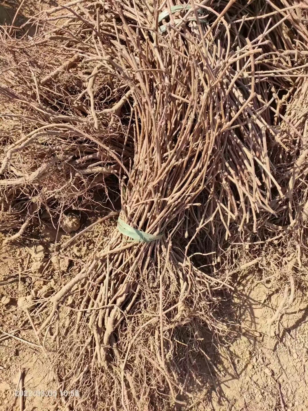 五葉地錦和爬山虎區別