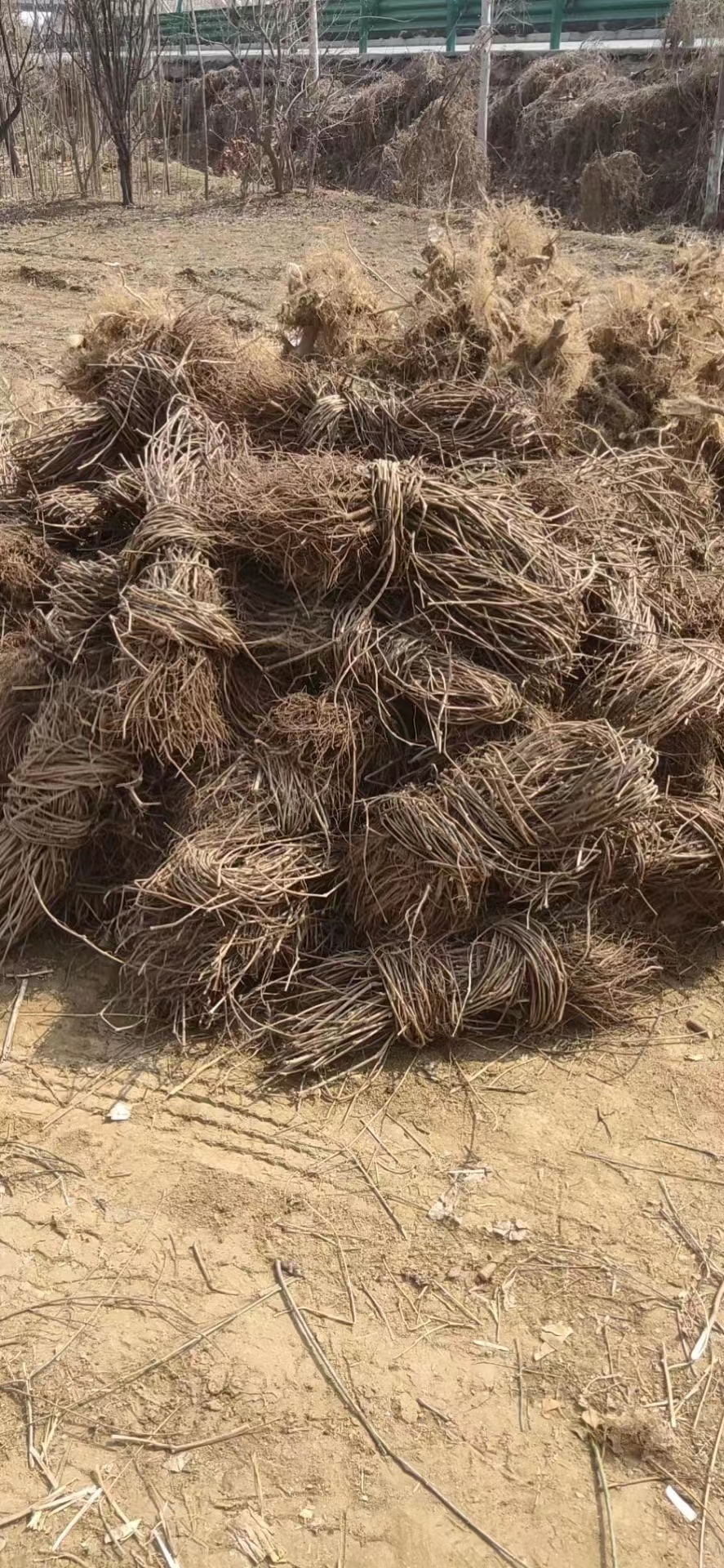 爬山虎小苗可以去哪里購買 ？